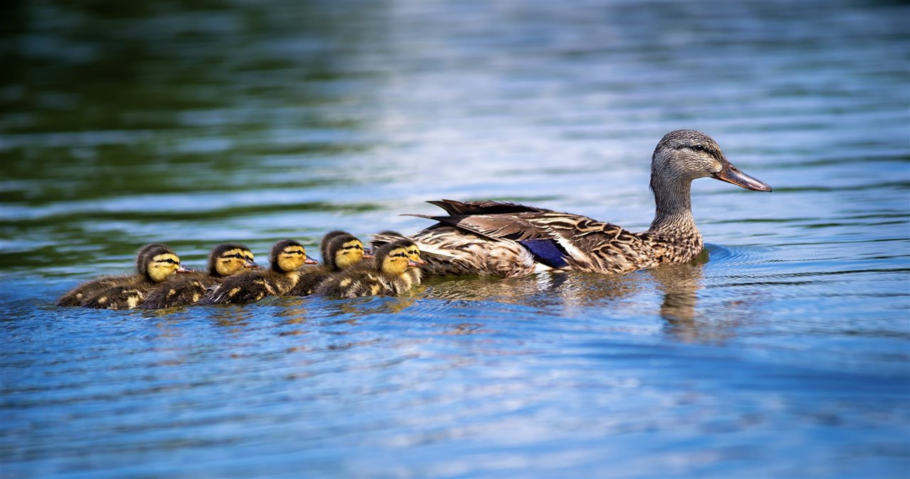 mama-pato-seguida-de-sus-patitos_cc389daa_1280x675