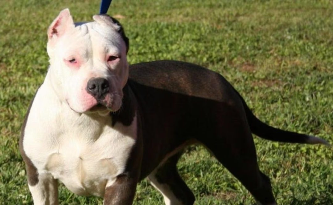 Pitbull mata a su dueña en SALAMANCA