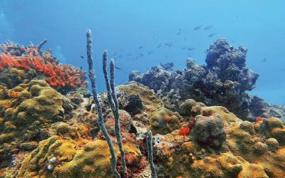 Piden a la ASEA negar autorización a la etapa dos del proyecto de Gasoducto que amenaza los arrecifes del Golfo de México
