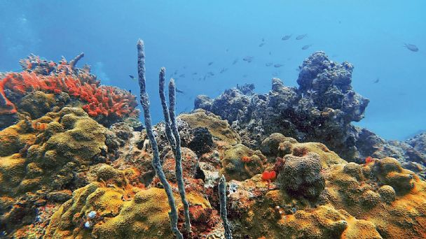 Piden a la ASEA negar autorización a la etapa dos del proyecto de Gasoducto que amenaza los arrecifes del Golfo de México