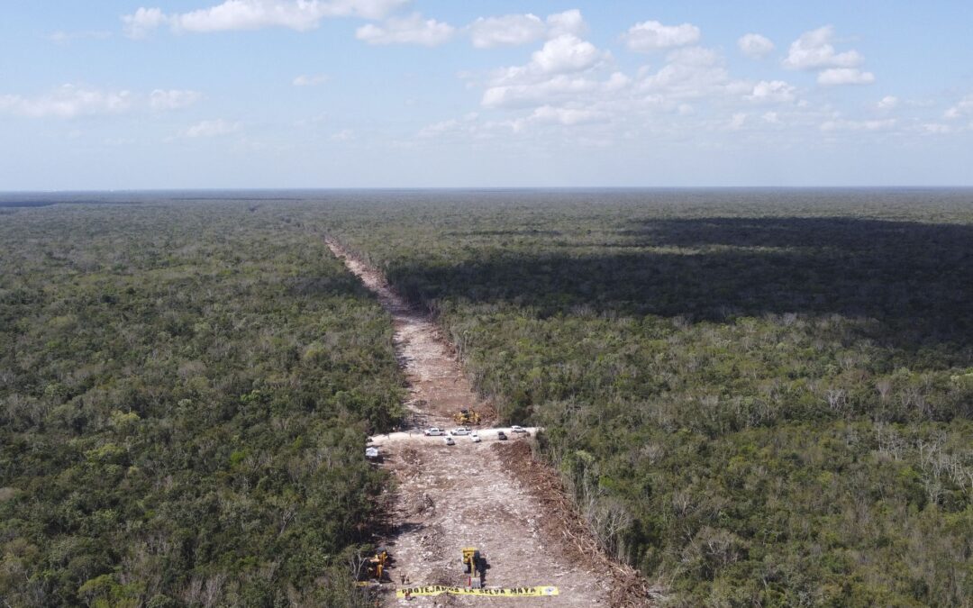 6 mil 659 hectáreas de selva deforestadas por la construcción del Tren Maya, 87% sin autorización de cambio de uso de suelo forestal