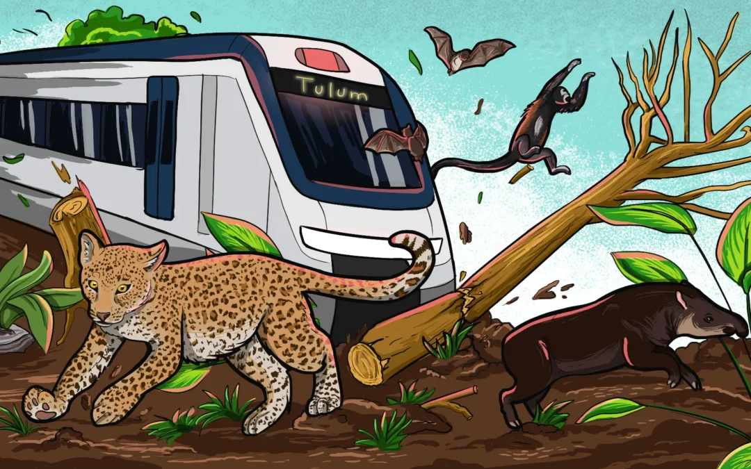 Los datos sobre deforestación para “el Tren Maya” se sustentan en evidencia satelital