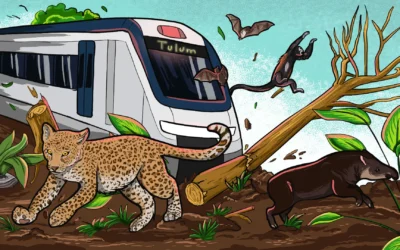 Los datos sobre deforestación para “el Tren Maya” se sustentan en evidencia satelital